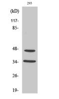 FoxB1/2 Polyclonal Antibody