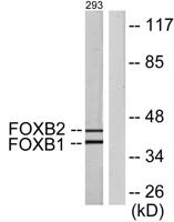 FoxB1/2 Polyclonal Antibody