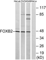 FoxB2 Polyclonal Antibody