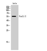 FoxC1/2 Polyclonal Antibody