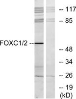 FoxC1/2 Polyclonal Antibody