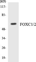 FoxC1/2 Polyclonal Antibody