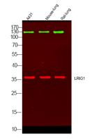 LRIG1 Polyclonal Antibody