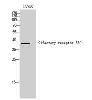 Olfactory receptor 5P2 Polyclonal Antibody