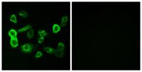 Olfactory receptor 5P2 Polyclonal Antibody