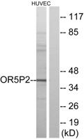 Olfactory receptor 5P2 Polyclonal Antibody