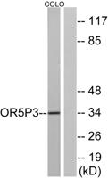 Olfactory receptor 5P3 Polyclonal Antibody