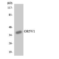 Olfactory receptor 5V1 Polyclonal Antibody