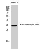 Olfactory receptor 5W2 Polyclonal Antibody