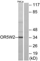 Olfactory receptor 5W2 Polyclonal Antibody