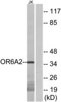 Olfactory receptor 6A2 Polyclonal Antibody