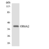 Olfactory receptor 6A2 Polyclonal Antibody