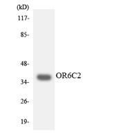 Olfactory receptor 6C2 Polyclonal Antibody