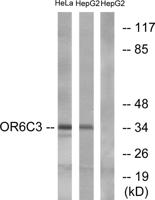 Olfactory receptor 6C3 Polyclonal Antibody