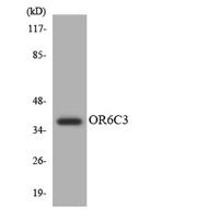 Olfactory receptor 6C3 Polyclonal Antibody