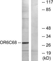 Olfactory receptor 6C68 Polyclonal Antibody