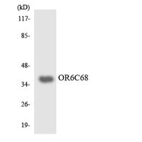 Olfactory receptor 6C68 Polyclonal Antibody