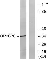 Olfactory receptor 6C70 Polyclonal Antibody