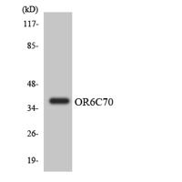 Olfactory receptor 6C70 Polyclonal Antibody