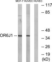 Olfactory receptor 6J1 Polyclonal Antibody