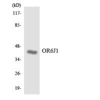 Olfactory receptor 6J1 Polyclonal Antibody