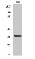 Olfactory receptor 6K2 Polyclonal Antibody