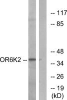 Olfactory receptor 6K2 Polyclonal Antibody