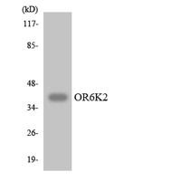 Olfactory receptor 6K2 Polyclonal Antibody