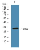 T2R50 Polyclonal Antibody