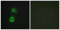 T3JAM Polyclonal Antibody