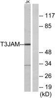 T3JAM Polyclonal Antibody