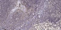 T3JAM Polyclonal Antibody