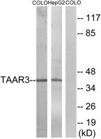 TAAR3 Polyclonal Antibody