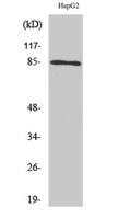 IKKα/β Polyclonal Antibody