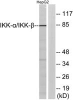 IKKα/β Polyclonal Antibody