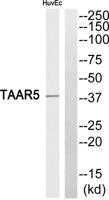 TAAR5 Polyclonal Antibody