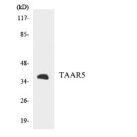 TAAR5 Polyclonal Antibody