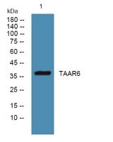 TAAR6 Polyclonal Antibody