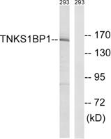 TAB182 Polyclonal Antibody