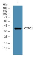 C27C1 Polyclonal Antibody