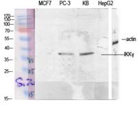 IKKγ Polyclonal Antibody