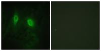 IKKγ Polyclonal Antibody