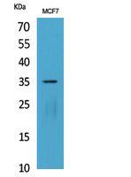 IL-12A p35 Polyclonal Antibody