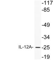 IL-12A Polyclonal Antibody