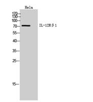 IL-12Rβ1 Polyclonal Antibody