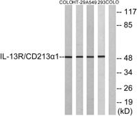 IL-13Rα1 Polyclonal Antibody