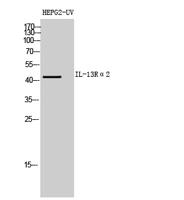 IL-13Rα2 Polyclonal Antibody