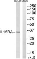 IL-15Rα Polyclonal Antibody