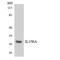 IL-15Rα Polyclonal Antibody