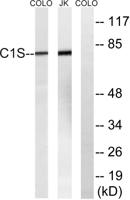 C1s Polyclonal Antibody